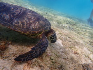 自然体験ジョン万パーク 天然水族感