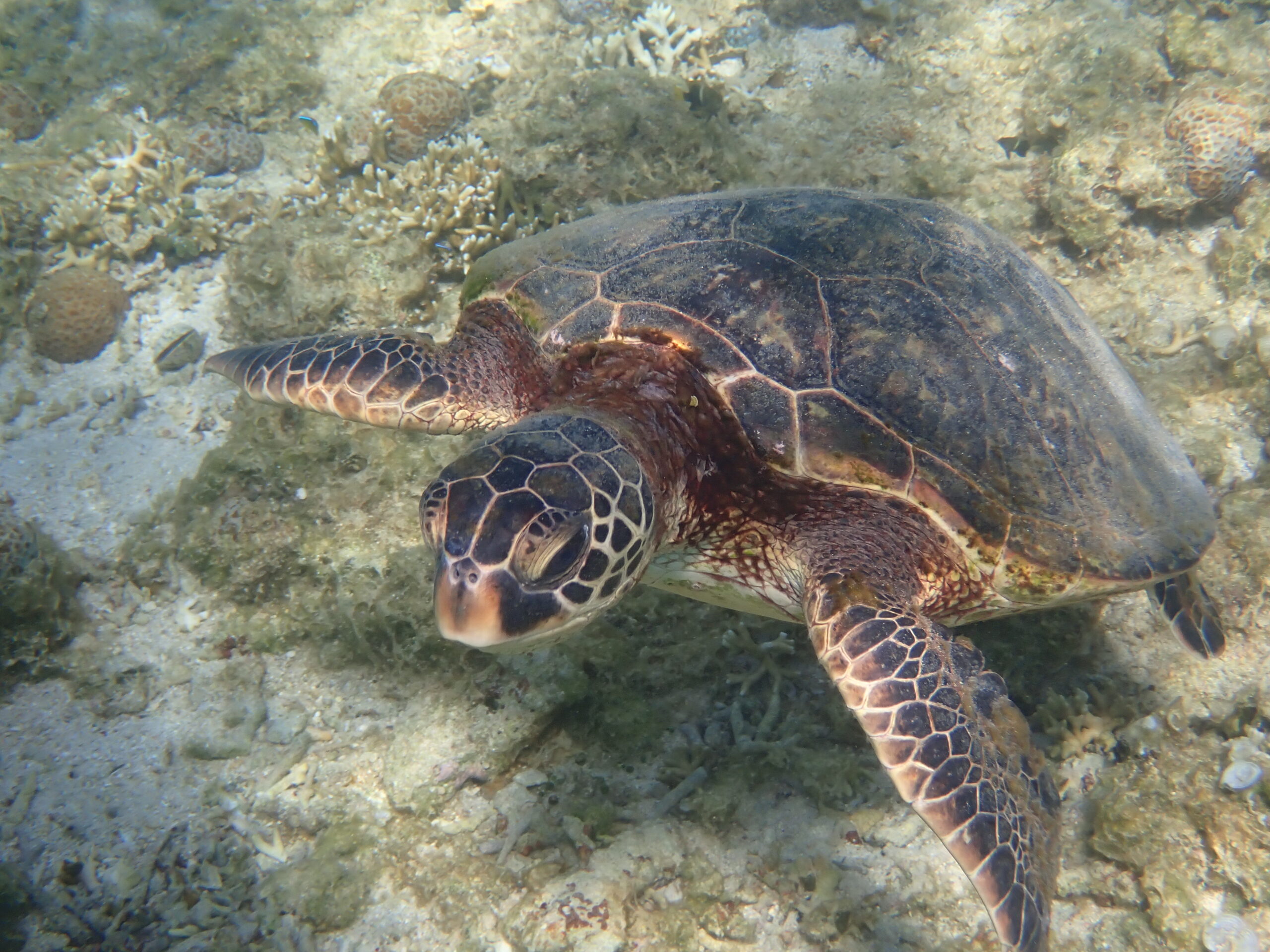 自然体験ジョン万パーク 天然水族感 ウミガメ
