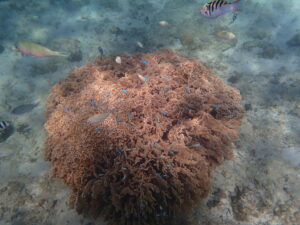 自然体験ジョン万パーク 天然水族感