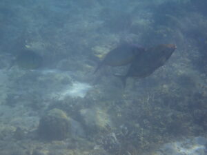 自然体験ジョン万パーク 天然水族感 ツアー風景
