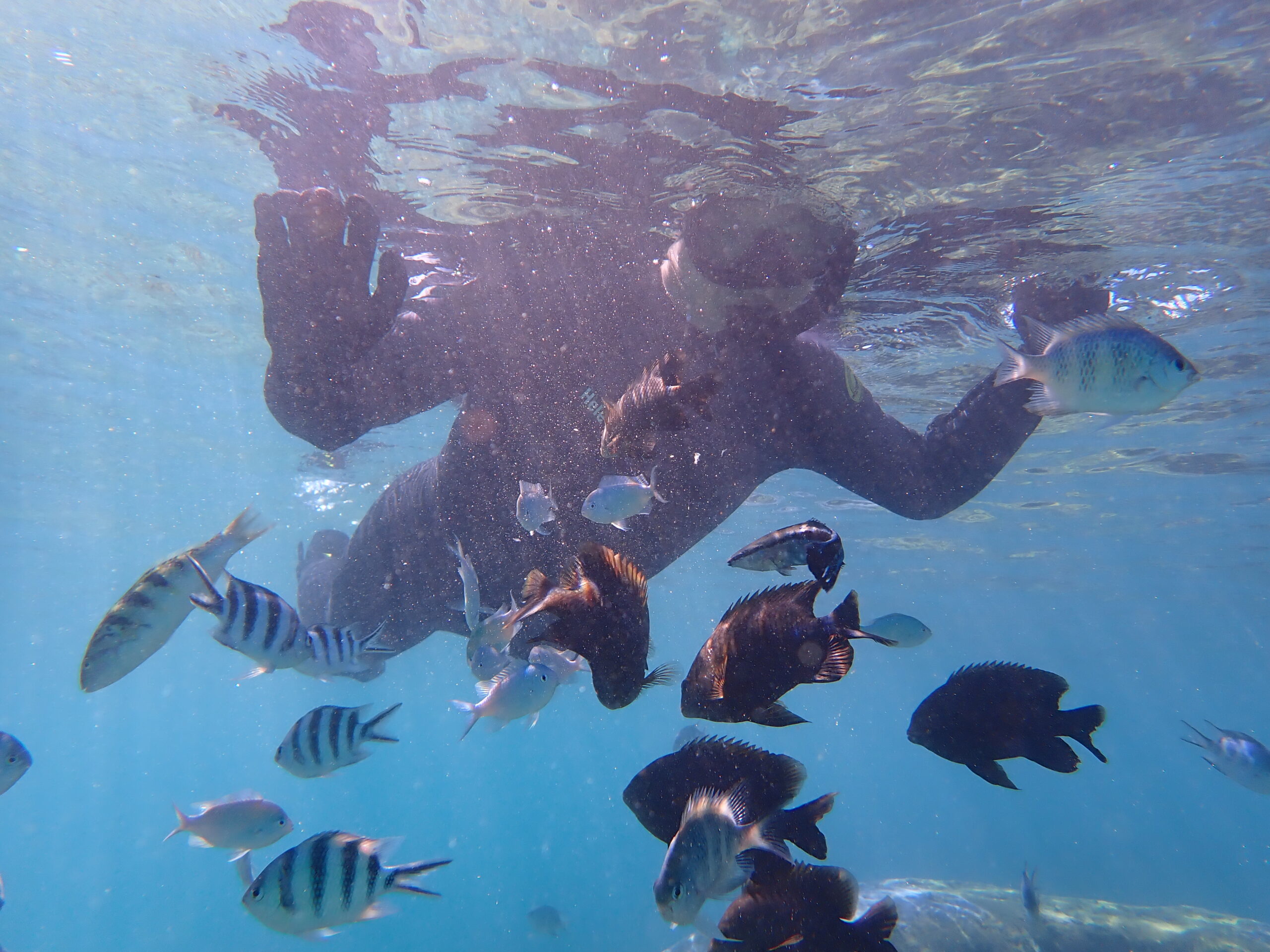 自然体験ジョン万パーク 天然水族感 ツアー風景