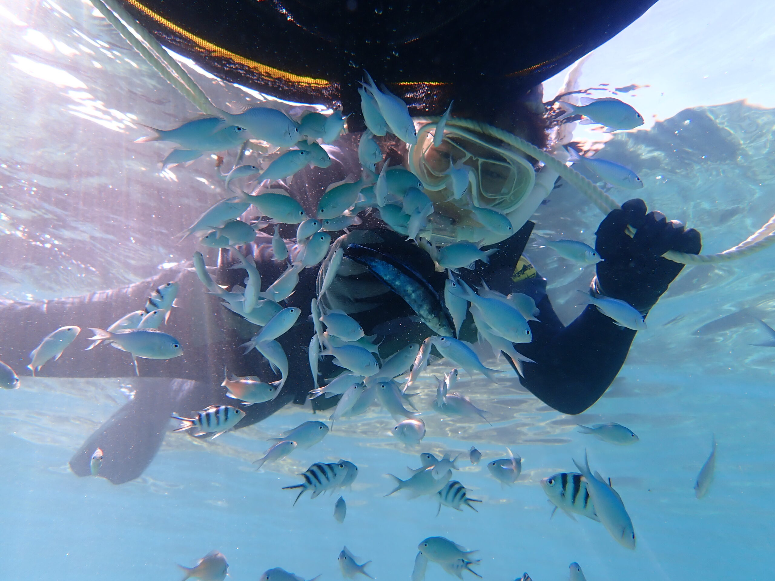 自然体験ジョン万パーク 天然水族感 ツアー風景