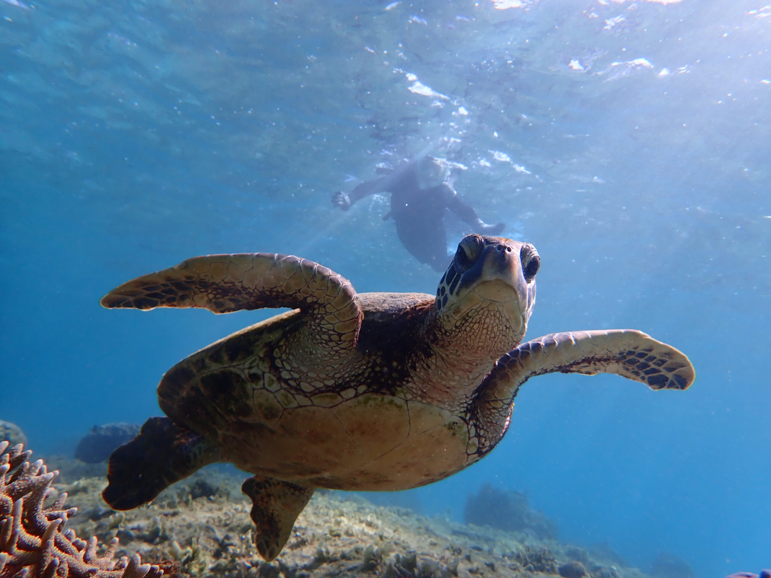自然体験ジョン万パーク 天然水族感 ウミガメ
