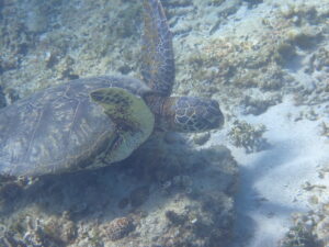 自然体験ジョン万パーク 天然水族感 1人参加