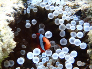 自然体験ジョン万パーク 天然水族感 1人参加