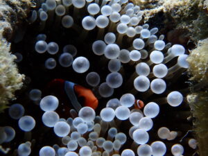 自然体験ジョン万パーク 天然水族感 1人参加