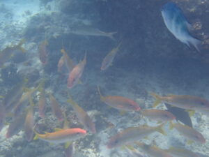 自然体験ジョン万パーク 天然水族感 20代カップル