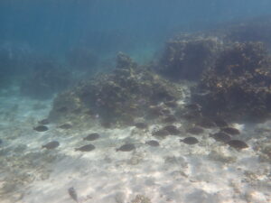 自然体験ジョン万パーク 天然水族感 自然体験シュノーケリング 1人旅 沖縄