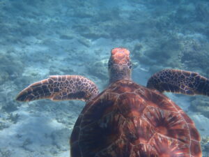 自然体験ジョン万パーク 天然水族感 リピーター