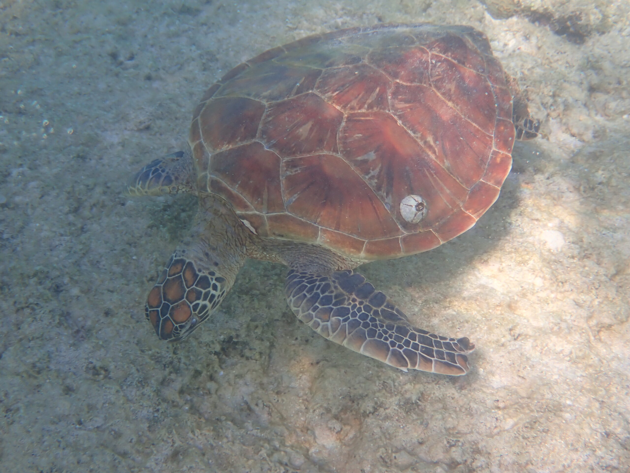 自然体験ジョン万パーク 天然水族感 外国人
