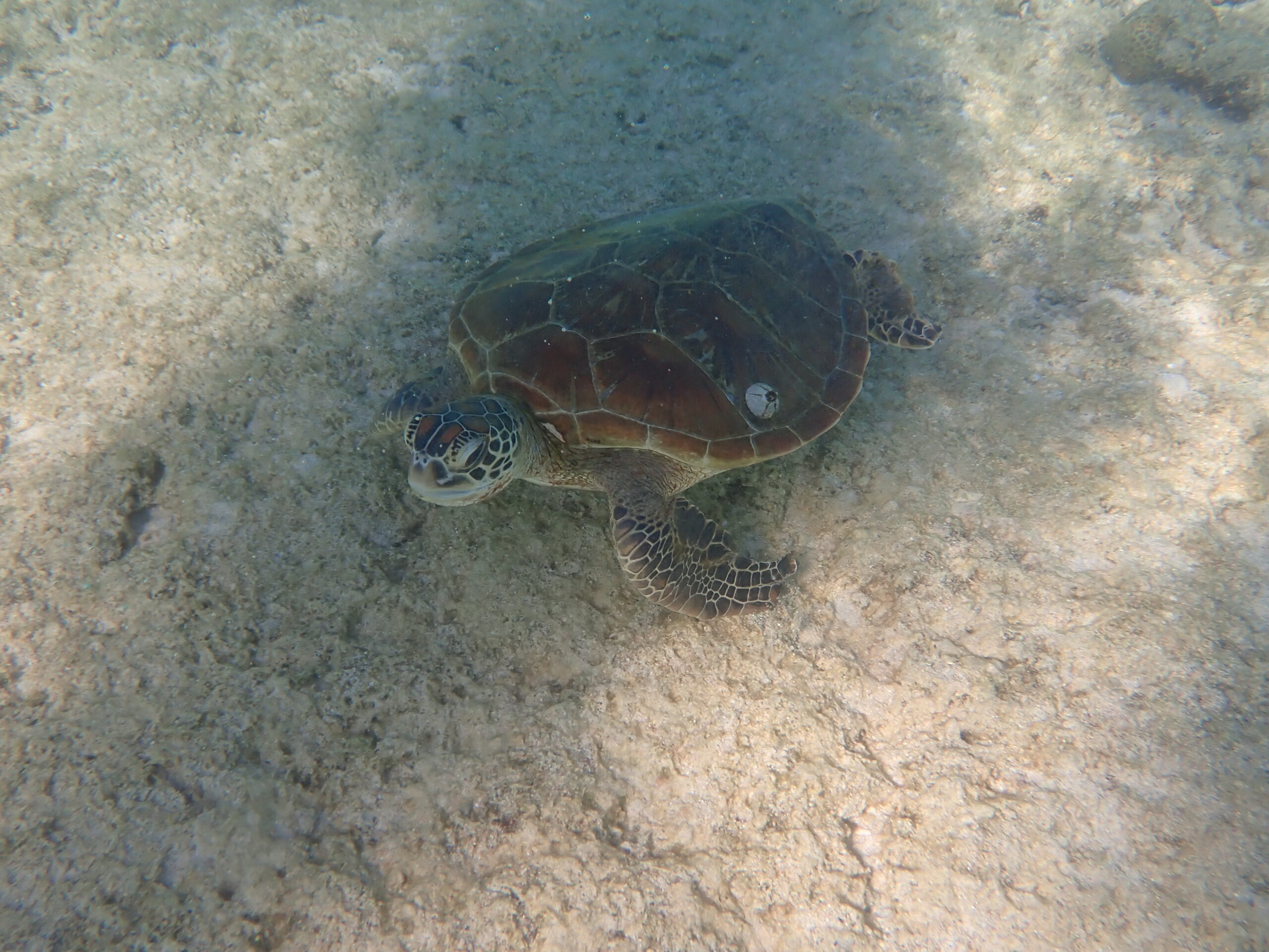 自然体験ジョン万パーク 天然水族感 自然体験シュノーケリング
