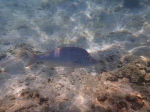 自然体験ジョン万パーク 天然水族感 外国人