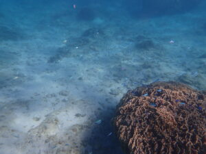 自然体験ジョン万パーク 天然水族感 外国人