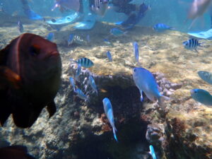 自然体験ジョン万パーク 天然水族感 友達