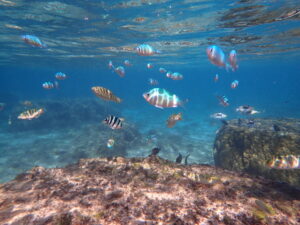 自然体験ジョン万パーク 天然水族感 リピーター