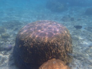 自然体験ジョン万パーク 天然水族感 自然体験シュノーケリング 20代カップル 初めての沖縄旅行
