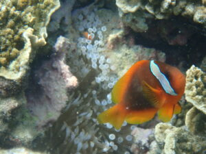 自然体験ジョン万パーク 天然水族感 自然体験シュノーケリング 20代カップル 初めての沖縄旅行