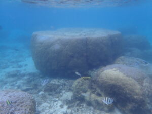 自然体験ジョン万パーク 天然水族感 自然体験シュノーケリング 30代 1人沖縄旅行