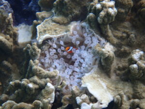 自然体験ジョン万パーク 天然水族感 自然体験シュノーケリング 30代 1人沖縄旅行
