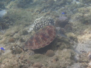自然体験ジョン万パーク 天然水族感 自然体験シュノーケリング 結婚記念日