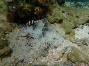 自然体験ジョン万パーク 天然水族感 自然体験シュノーケリング 家族 6歳