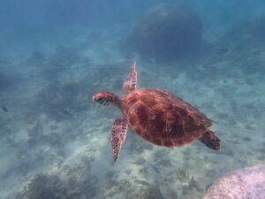 自然体験ジョン万パーク 天然水族感 自然体験シュノーケリング 10歳、14歳、家族