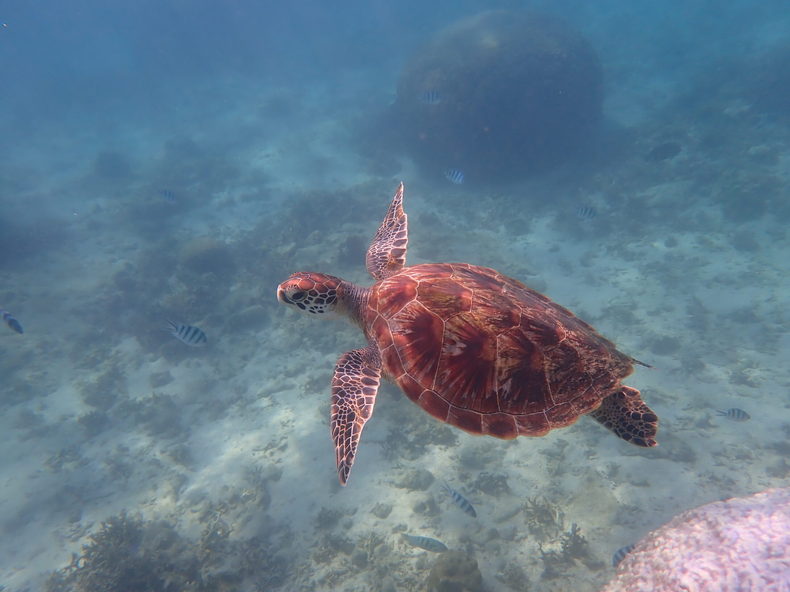 自然体験ジョン万パーク 天然水族感 自然体験シュノーケリング 10歳、14歳、家族
