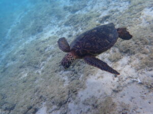 自然体験ジョン万パーク 天然水族感 自然体験シュノーケリング 20代 カップル 初めての沖縄旅行