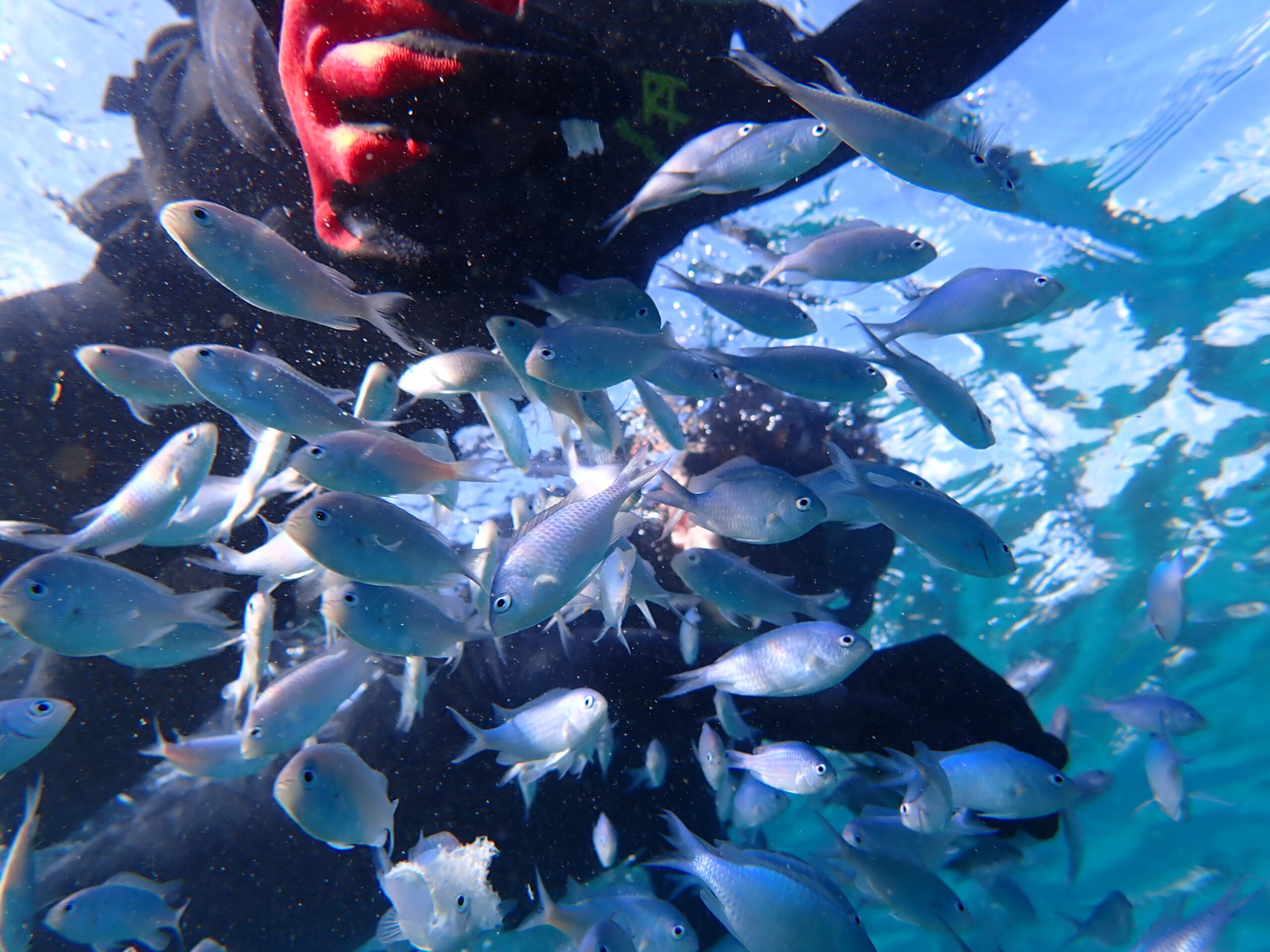 自然体験ジョン万パーク 天然水族感 自然体験シュノーケリング 20代 カップル 初めての沖縄旅行
