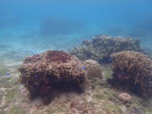 自然体験ジョン万パーク 天然水族感 自然体験シュノーケリング 雨でも楽しめる