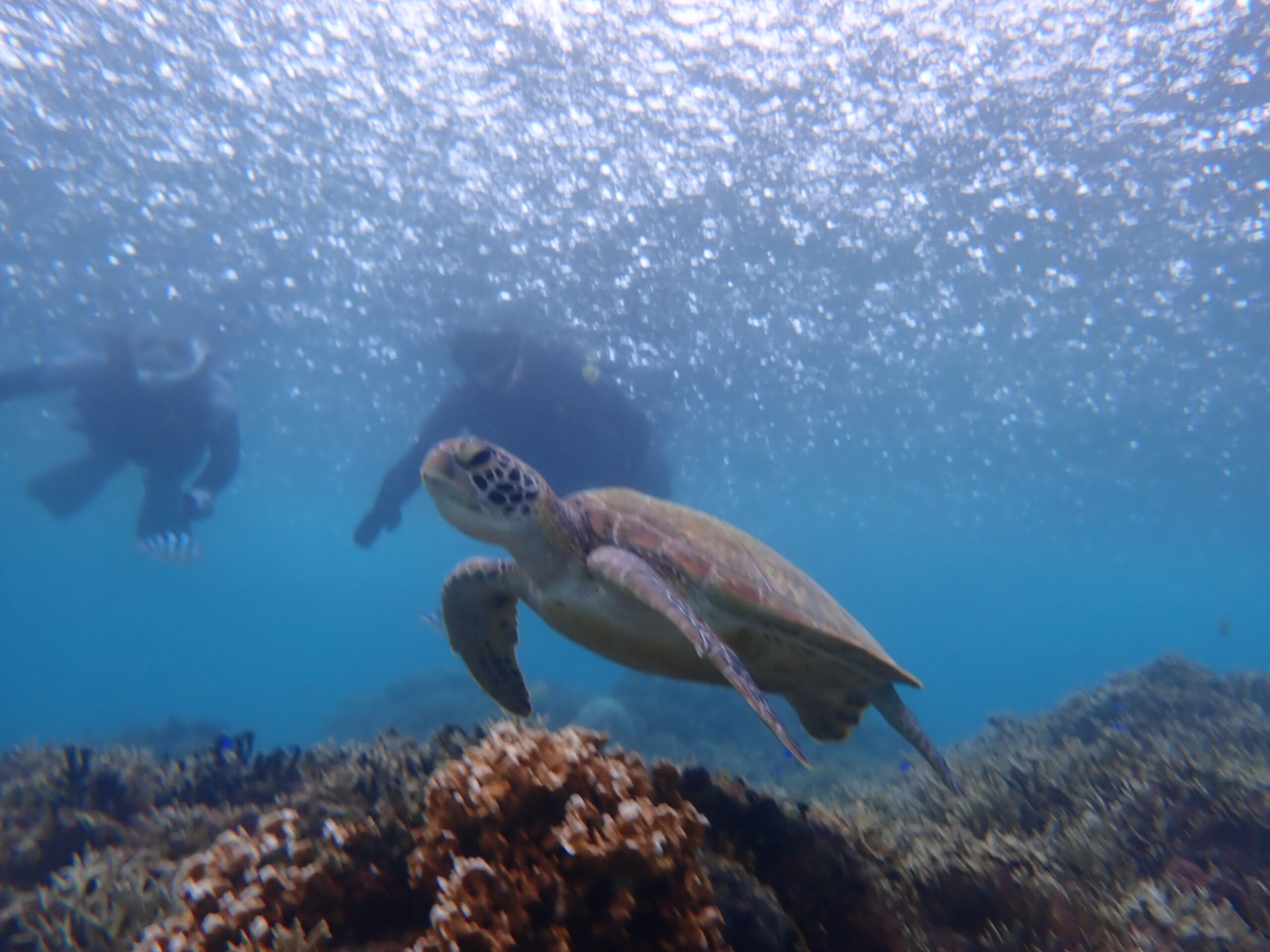 自然体験ジョン万パーク 天然水族感 自然体験シュノーケリング 雨でも楽しめる
