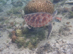 自然体験ジョン万パーク 天然水族感 自然体験シュノーケリング 3世代 3歳、7歳、9歳