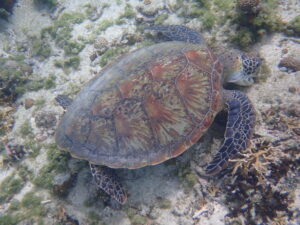 自然体験ジョン万パーク 天然水族感 自然体験シュノーケリング 3世代 3歳、7歳、9歳