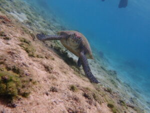自然体験ジョン万パーク 天然水族感 自然体験シュノーケリング 21歳 1人シュノーケリング