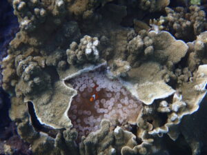 自然体験ジョン万パーク 天然水族感 自然体験シュノーケリング 21歳 1人シュノーケリング