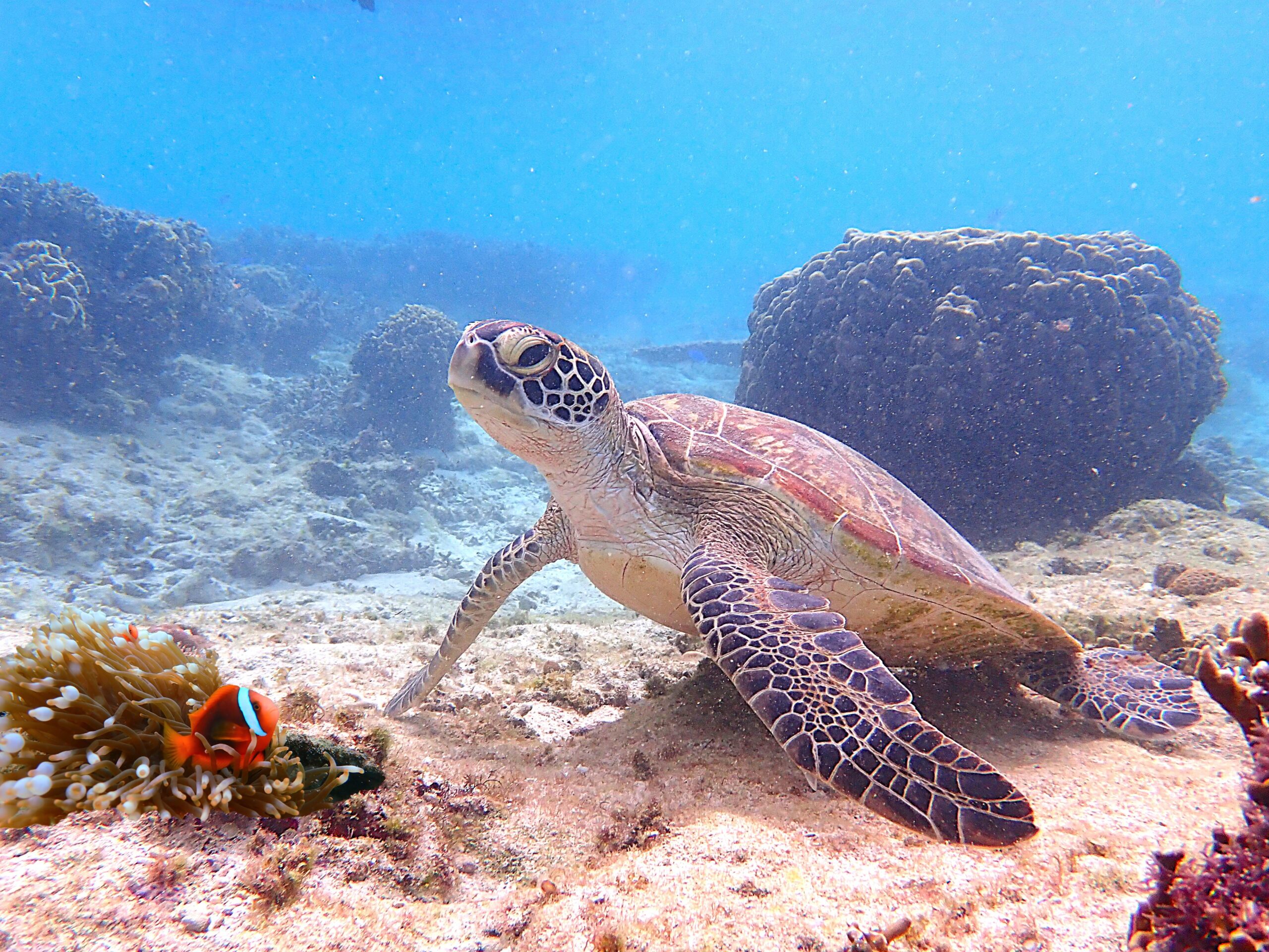 自然体験ジョン万パーク 天然水族感 自然体験シュノーケリング ウミガメ