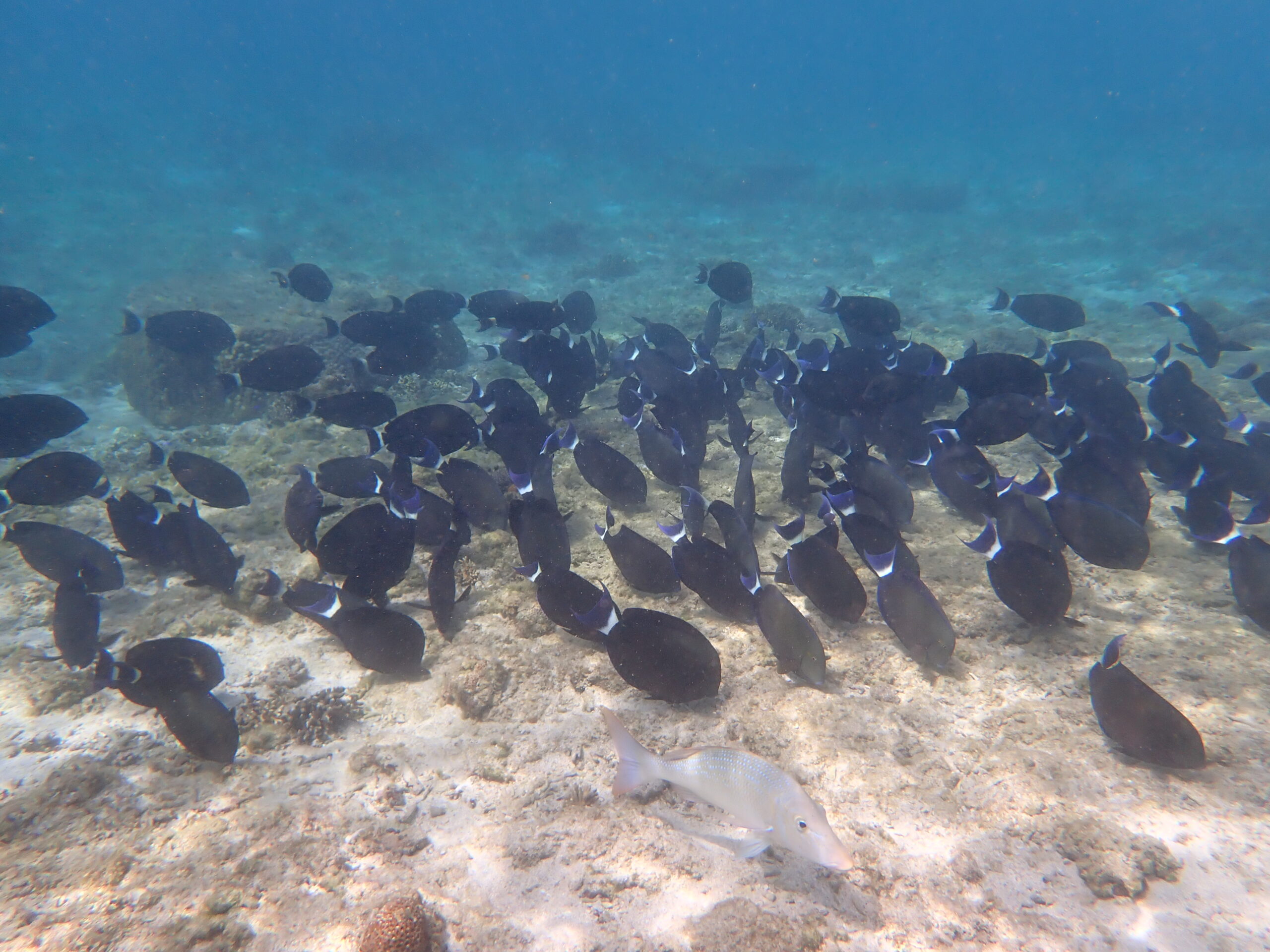 自然体験ジョン万パーク 天然水族感 自然体験シュノーケリング