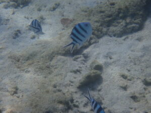 自然体験ジョン万パーク 天然水族感 自然体験シュノーケリング 親子沖縄旅行