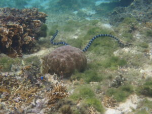 自然体験ジョン万パーク 天然水族感 自然体験シュノーケリング 親子沖縄旅行