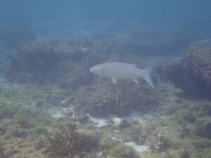 自然体験ジョン万パーク 天然水族感 自然体験シュノーケリング 親子沖縄旅行