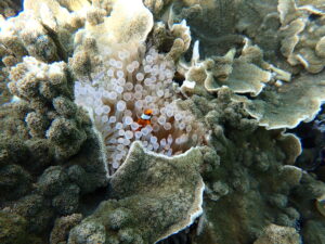 自然体験ジョン万パーク 天然水族感 自然体験シュノーケリング 親子沖縄旅行