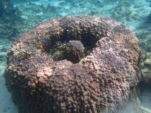 自然体験ジョン万パーク 天然水族感 自然体験シュノーケリング 親子沖縄旅行