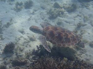 自然体験ジョン万パーク 天然水族感 自然体験シュノーケリング 30代男性旅行 友達