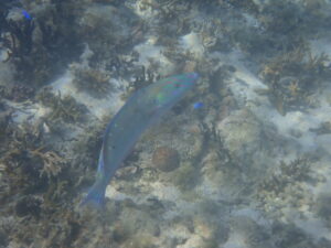 自然体験ジョン万パーク 天然水族感 自然体験シュノーケリング 30代男性旅行 友達