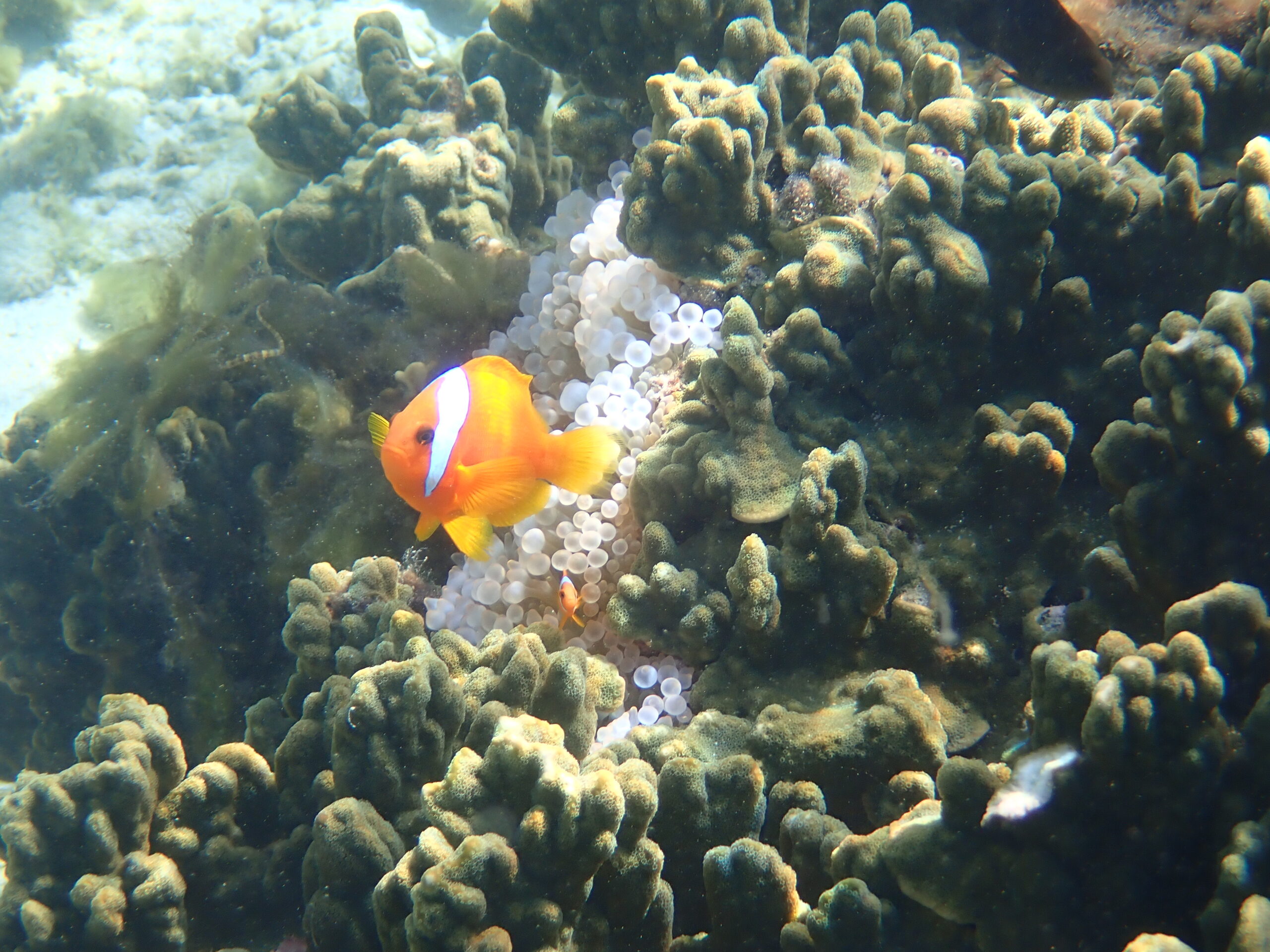 自然体験ジョン万パーク 天然水族感 自然体験シュノーケリング 30代男性旅行 友達