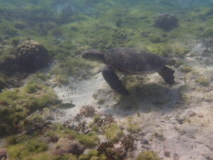 自然体験ジョン万パーク 天然水族感 自然体験シュノーケリング 5歳・6歳男の子