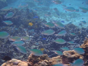 自然体験ジョン万パーク 天然水族感 自然体験シュノーケリング 新婚旅行