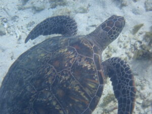 自然体験ジョン万パーク 天然水族感 自然体験シュノーケリング 新婚旅行