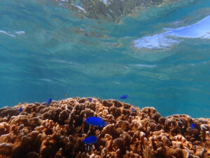 自然体験ジョン万パーク 天然水族感 自然体験シュノーケリング 3人家族 家族旅行