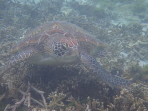 自然体験ジョン万パーク 天然水族感 自然体験シュノーケリング 記念日 親子旅行